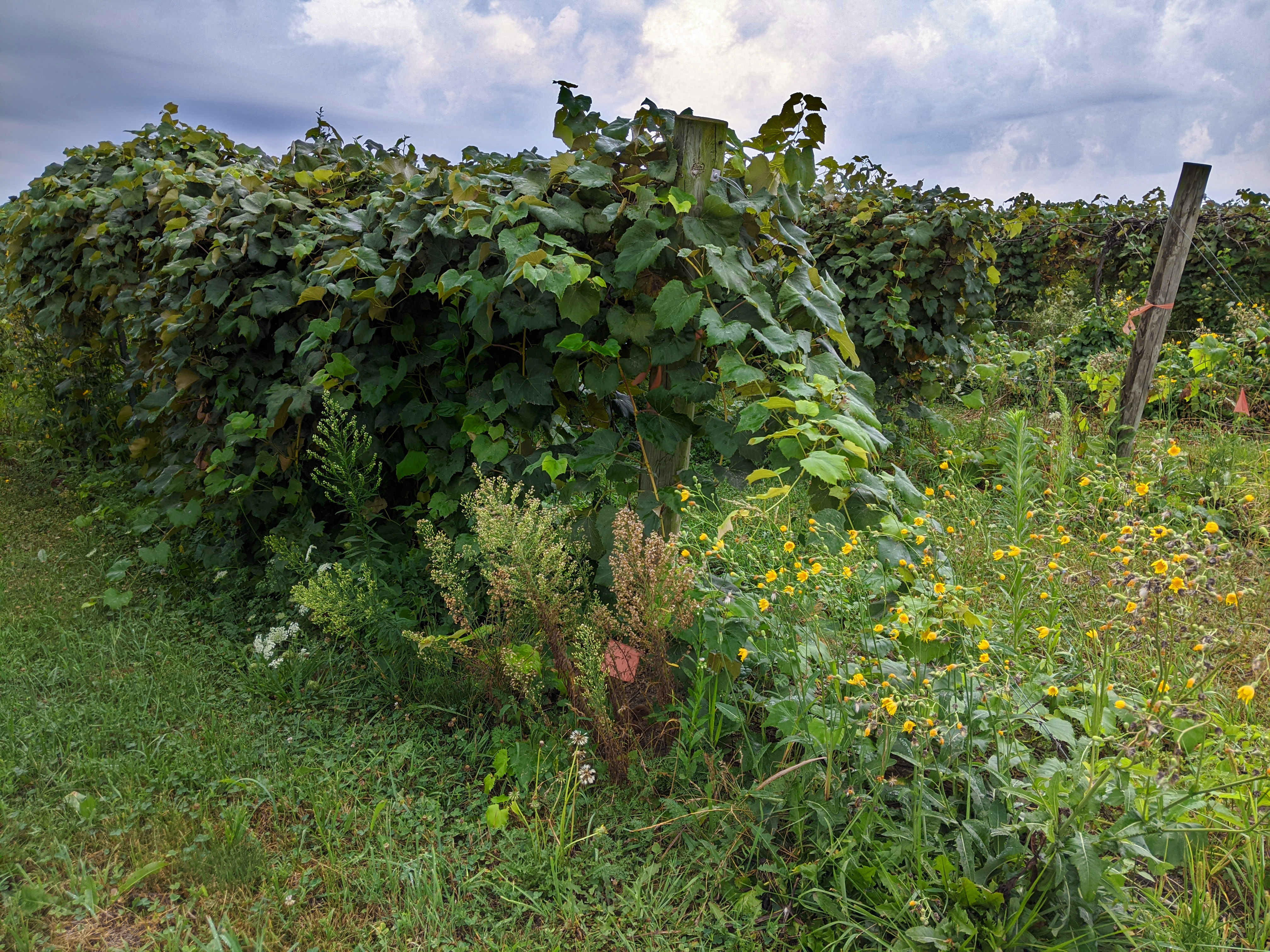 Weeds in grape vines